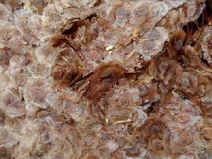 Bán hạt giống cây hoa phượng tím