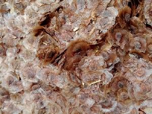 Bán hạt giống cây hoa phượng tím