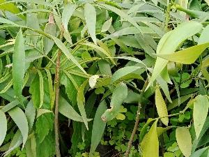 Chuyên cây giống