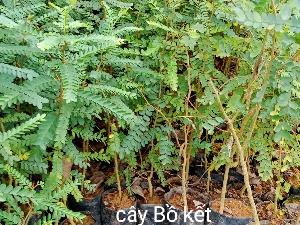 Chuyên cây giống