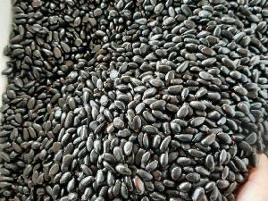 Bán hạt giống cây na