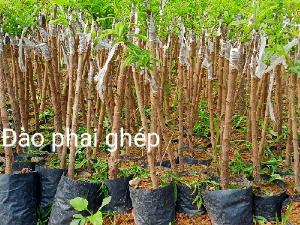 Cây giống đào phai hoa đẹp lung linh