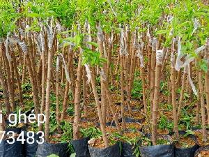 Cây giống đào phai hoa đẹp lung linh