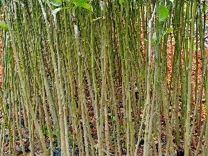 Cây giổi ghép