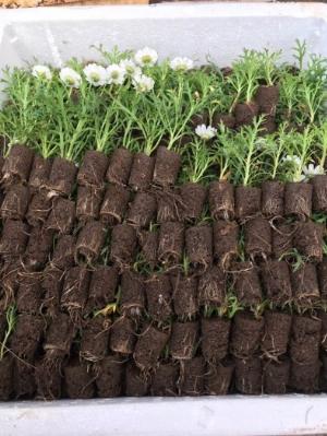 Cúc họa mi trắng cây giống