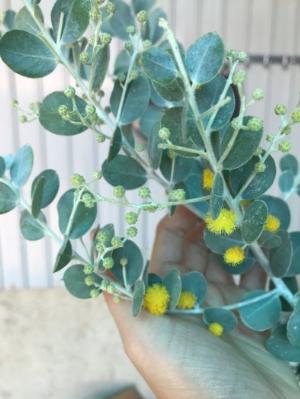 Mimosa đang có hoa