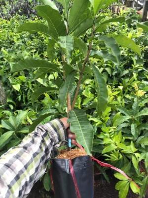 Giống cây Vú sữa Hoàng Kim
