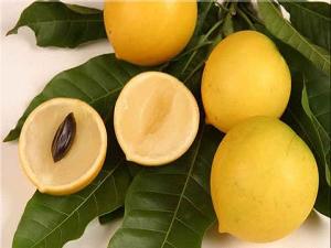 Giống cây Vú sữa Hoàng Kim