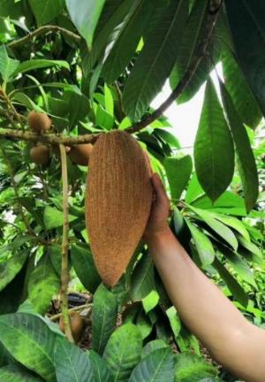 Bán Cây Hồng Xiêm Thái Chuẩn Giống 100% đa dạng cỡ