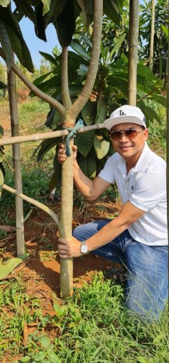 Bán Cây Hồng Xiêm Thái Chuẩn Giống 100% đa dạng cỡ