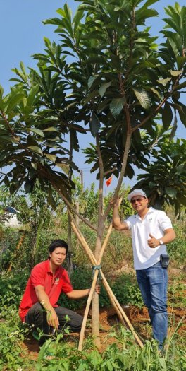 Bán Cây Hồng Xiêm Thái Chuẩn Giống 100% đa dạng cỡ