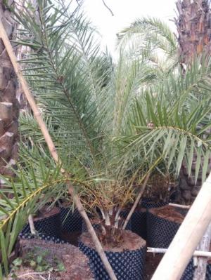 Bán Cây Chà Là Trung Đông Đa Dạng Cỡ