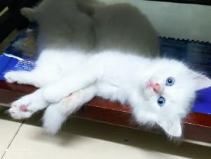 Bán 3 bé mèo Anh LD màu trắng - Mun mắt Xanh