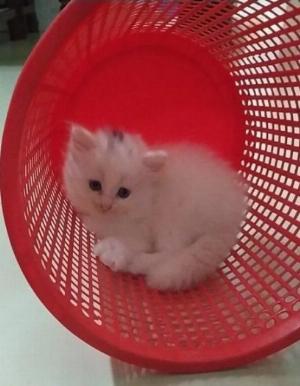 Bán 3 bé mèo Anh LD màu trắng - Mun mắt Xanh