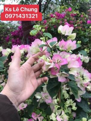 Phân bón hoa giấy