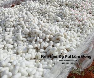 Mua Kén Tằm (Silkworm cocoon nest) TPHCM dưỡng da, xuất khẩu  