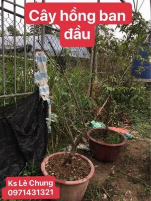 Phân bón hữu cơ chuyên dụng cho hoa hồng