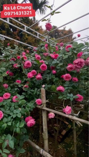 Phân bón hữu cơ chuyên dụng cho hoa hồng