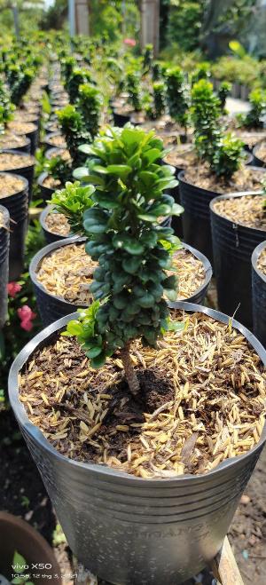 Cây Ngâu tàu Bonsai đẹp Gọi 0966703075 - Nhà Vườn Đức Tiến Phát