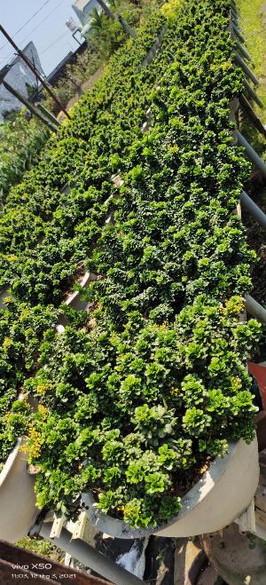 Cây Ngâu tàu Bonsai đẹp Gọi 0966703075 - Nhà Vườn Đức Tiến Phát
