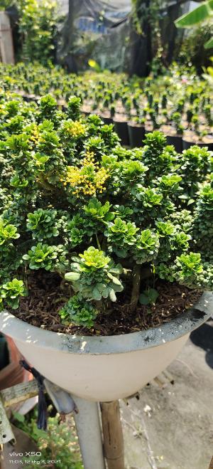 Cây Ngâu tàu Bonsai đẹp Gọi 0966703075 - Nhà Vườn Đức Tiến Phát