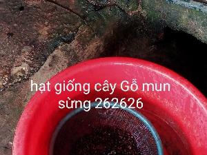 Hạt giống cây gỗ mun đen