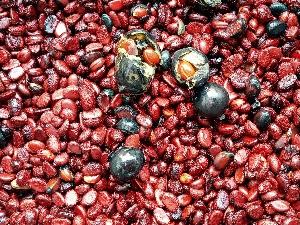 Hạt giống cây gỗ mun đen