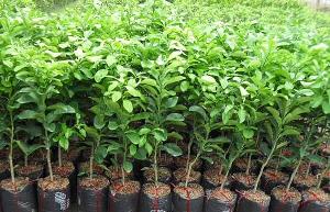 Giống bưởi diễn chuẩn đẹp loại f1