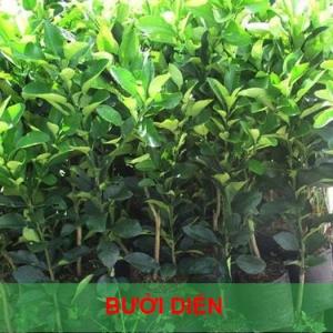 Giống bưởi diễn chuẩn đẹp loại f1