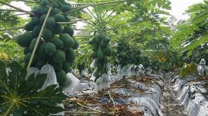 Giống đu đủ cao sản chuẩn đẹp