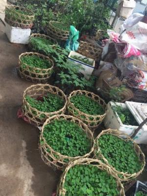 Giống đu đủ cao sản chuẩn đẹp