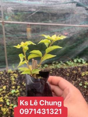 Cây hoa giấy giống