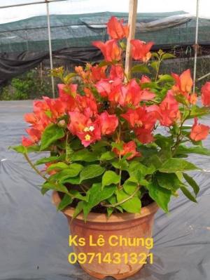 Cây hoa giấy giống