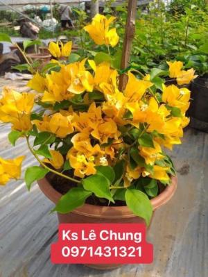 Cây hoa giấy giống