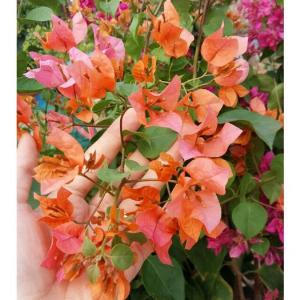 Cây giống hoa giấy ngũ sắc