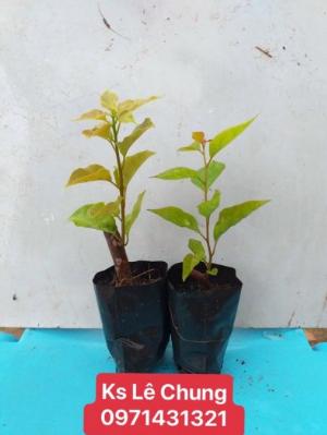 Cây giống hoa giấy ngũ sắc
