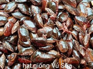 Hạt giống Cây Vú Sữa