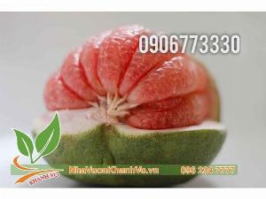 Bưởi da xanh đang sẵn trái