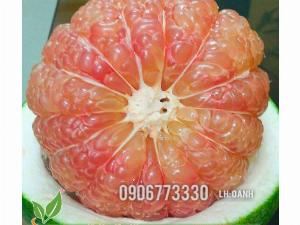 Bưởi da xanh đang sẵn trái