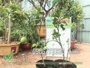 Bưởi da xanh đang sẵn trái