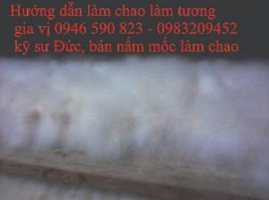 Cung cấp meo mốc làm chao tương