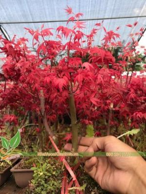 Bán hết lô phong lá đỏ Nhật Bản siêu đỏ siêu đẹp, giá dọn vườn