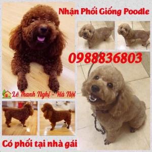 Nhận phối giống Poodle Hà Nội