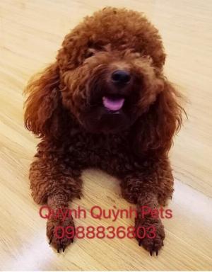 Nhận phối giống Poodle Hà Nội