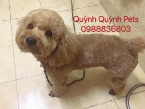 Nhận phối giống Poodle Hà Nội