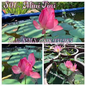 Nơi bán Giống sen mini cảnh trồng chậu cảnh sân vườn
