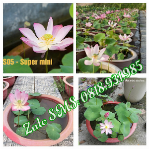 Nơi bán Giống sen mini cảnh trồng chậu cảnh sân vườn