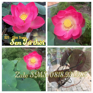 Củ giống sen cảnh loại mini tầm trung