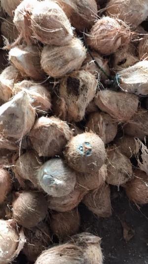 Vựa Dừa Bến Tre cung cấp dừa khô, tươi toàn quốc 0935761797 (Phúc)