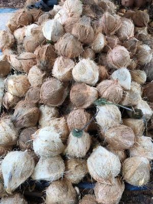 Vựa Dừa Khô Bến Tre sỉ lẻ toàn quốc Gọi 0935761797 (Phúc)